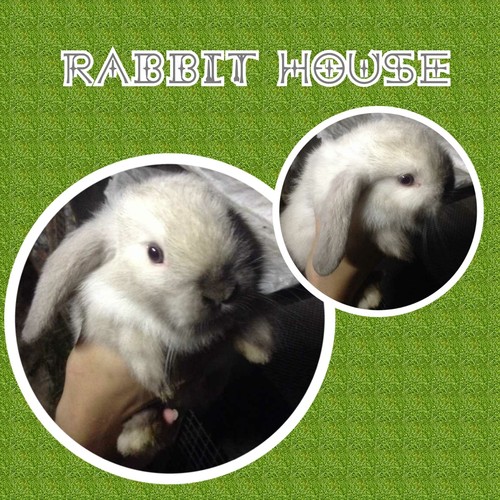 ขายกระต่าย holland lop พันธุ์แท้100% อายุเดือนครึ่งปล่อยราคาถูกจากฟาร์มพันธุ์ดีที่สุด รูปที่ 4