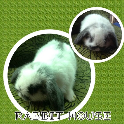 ขายกระต่าย holland lop พันธุ์แท้100% อายุเดือนครึ่งปล่อยราคาถูกจากฟาร์มพันธุ์ดีที่สุด รูปที่ 6