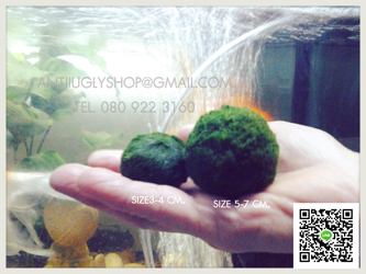 มาริโมะ marimo นำเข้าจากญี่ปุ่น ปลีก - ส่ง ของแท้100% รูปที่ 2