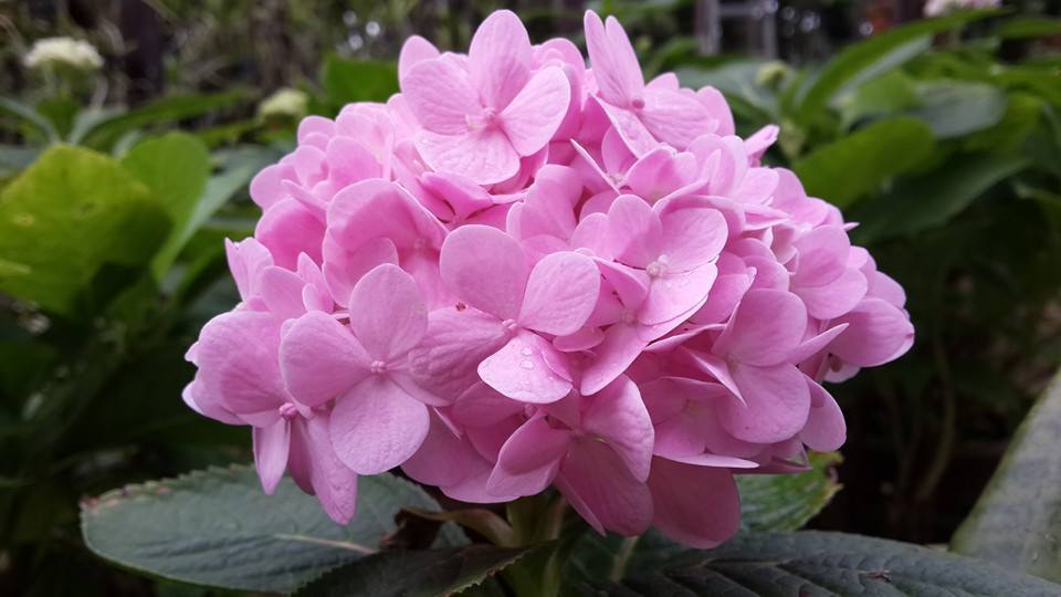 ขายเมล็ดพันธุ์ไม้ดอกหลายชนิด รูปที่ 4