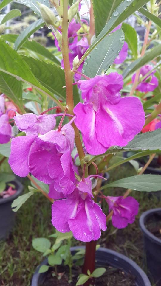 ขายเมล็ดพันธุ์ไม้ดอกหลายชนิด รูปที่ 3