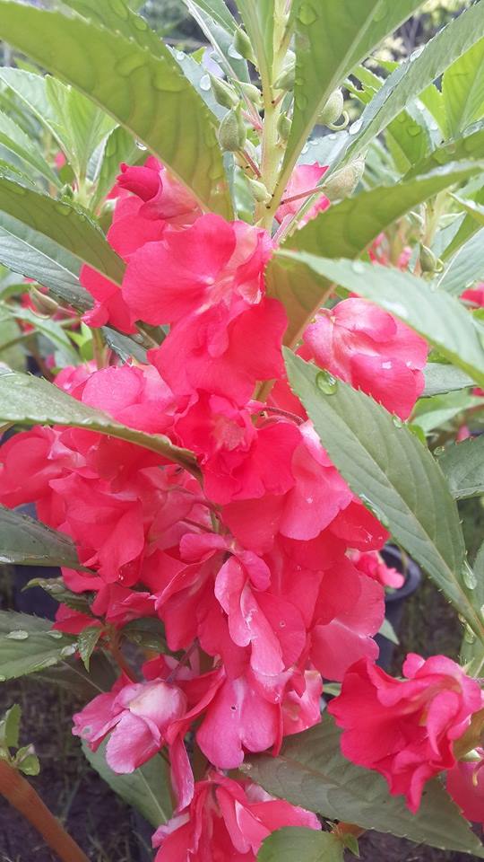 ขายเมล็ดพันธุ์ไม้ดอกหลายชนิด รูปที่ 6