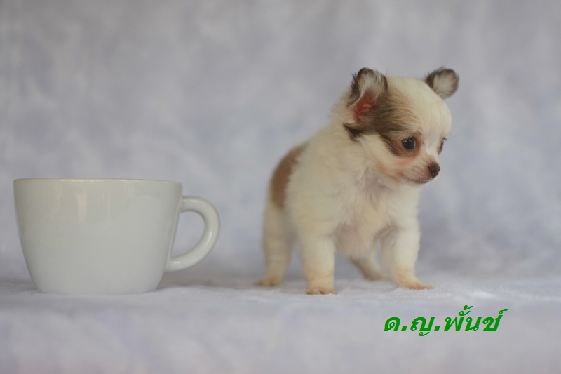 ลดราคา ชิวาวาน้อย ขนยาว สีขาวช็อค ผู้-เมีย น่ารักเฟ่อ มีใบเพ็ด  รูปที่ 4