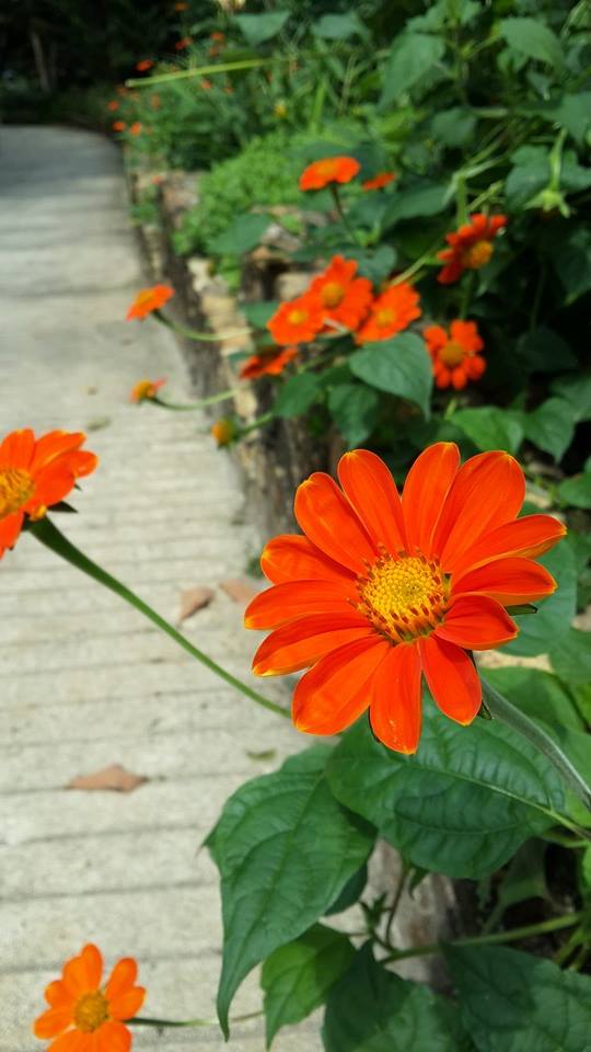 ขายเมล็ดพันธุ์ไม้ดอกหลายชนิด รูปที่ 7