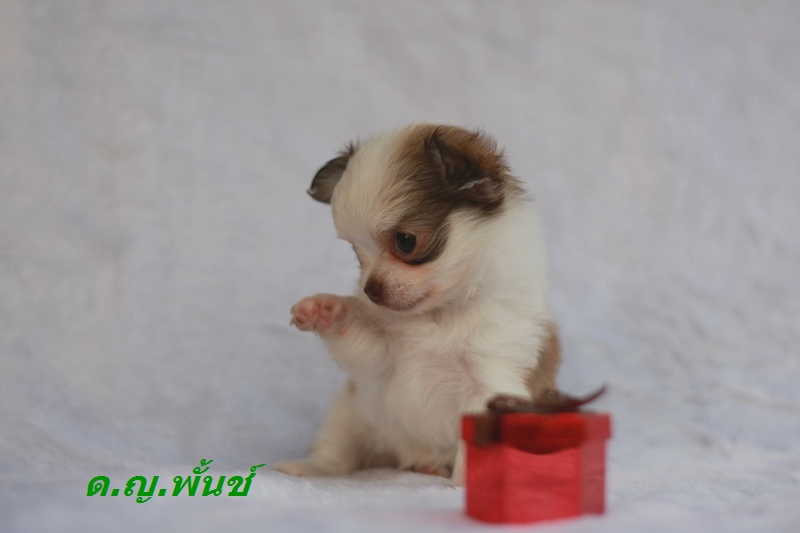 ลดราคา ชิวาวาน้อย ขนยาว สีขาวช็อค ผู้-เมีย น่ารักเฟ่อ มีใบเพ็ด  รูปที่ 2
