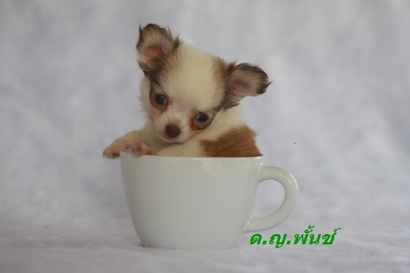 ลดราคา ชิวาวาน้อย ขนยาว สีขาวช็อค ผู้-เมีย น่ารักเฟ่อ มีใบเพ็ด  รูปที่ 3