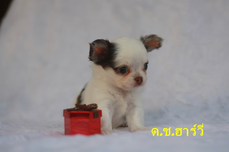 ลดราคา ชิวาวาน้อย ขนยาว สีขาวช็อค ผู้-เมีย น่ารักเฟ่อ มีใบเพ็ด  รูปที่ 5