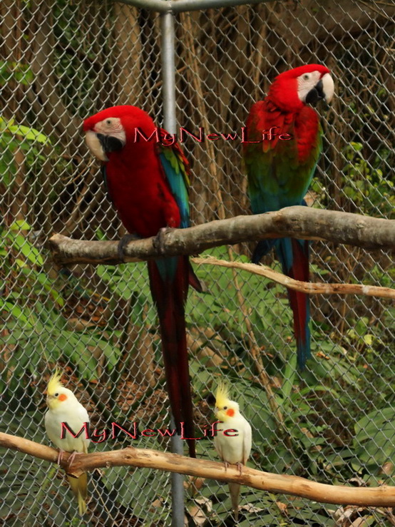 GreenWing Macaw & African Grey Red Factor : กรีนวิงมาคอว์ 1 คู่ และ อัฟริกันเกรย์ 1 คู่ ( ตัวเมียติดแดง ) รูปที่ 1