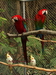 รูปย่อ GreenWing Macaw &amp; African Grey Red Factor : กรีนวิงมาคอว์ 1 คู่ และ อัฟริกันเกรย์ 1 คู่ ( ตัวเมียติดแดง ) รูปที่1