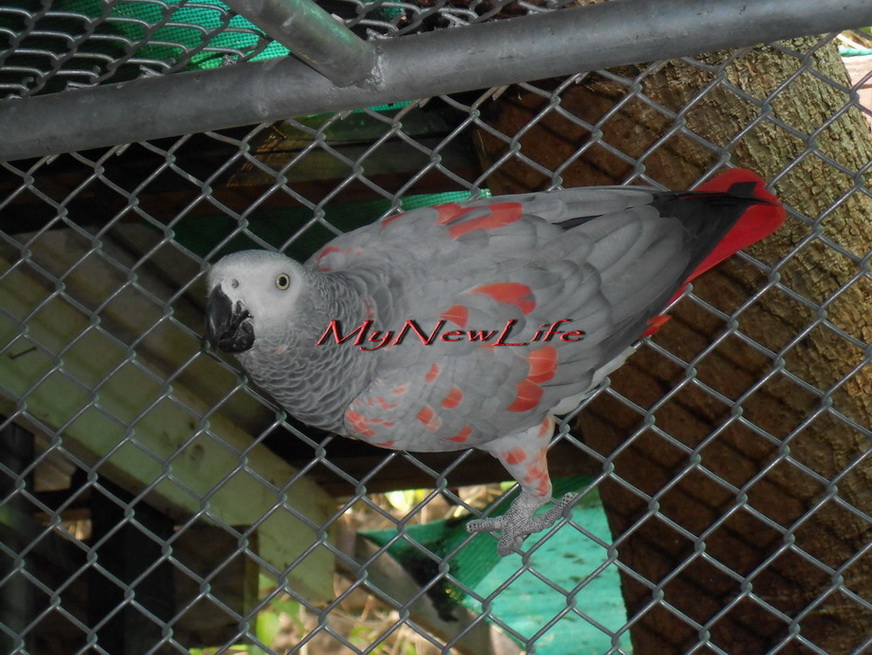 GreenWing Macaw & African Grey Red Factor : กรีนวิงมาคอว์ 1 คู่ และ อัฟริกันเกรย์ 1 คู่ ( ตัวเมียติดแดง ) รูปที่ 6