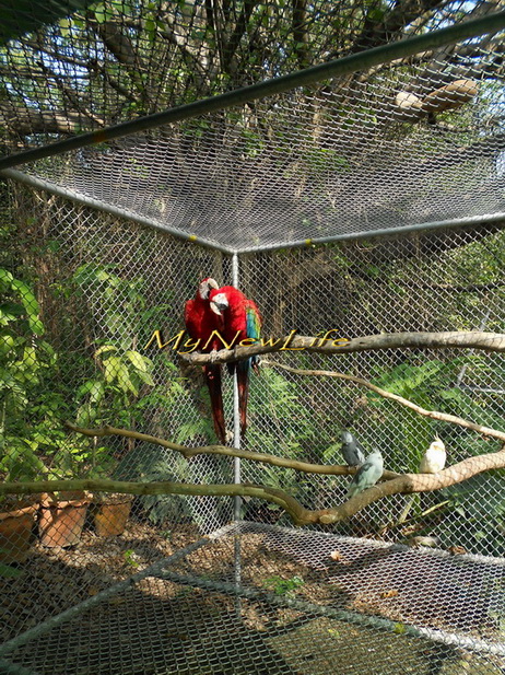 GreenWing Macaw & African Grey Red Factor : กรีนวิงมาคอว์ 1 คู่ และ อัฟริกันเกรย์ 1 คู่ ( ตัวเมียติดแดง ) รูปที่ 3
