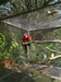 รูปย่อ GreenWing Macaw &amp; African Grey Red Factor : กรีนวิงมาคอว์ 1 คู่ และ อัฟริกันเกรย์ 1 คู่ ( ตัวเมียติดแดง ) รูปที่2