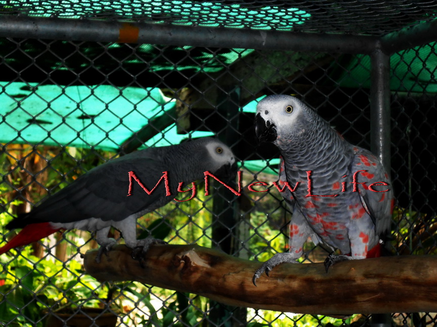 GreenWing Macaw & African Grey Red Factor : กรีนวิงมาคอว์ 1 คู่ และ อัฟริกันเกรย์ 1 คู่ ( ตัวเมียติดแดง ) รูปที่ 4