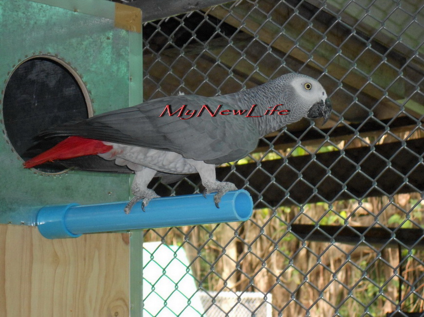 GreenWing Macaw & African Grey Red Factor : กรีนวิงมาคอว์ 1 คู่ และ อัฟริกันเกรย์ 1 คู่ ( ตัวเมียติดแดง ) รูปที่ 5
