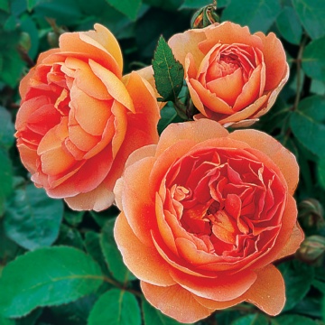 ขายกุหลาบอังกฤษ กุหลาบเลื้อย พร้อมบริการจัดส่งฟรีทั่วไทย รูปที่ 3