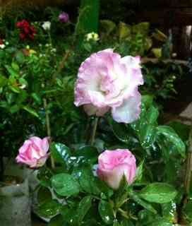 ขายกุหลาบอังกฤษ กุหลาบเลื้อย พร้อมบริการจัดส่งฟรีทั่วไทย รูปที่ 2