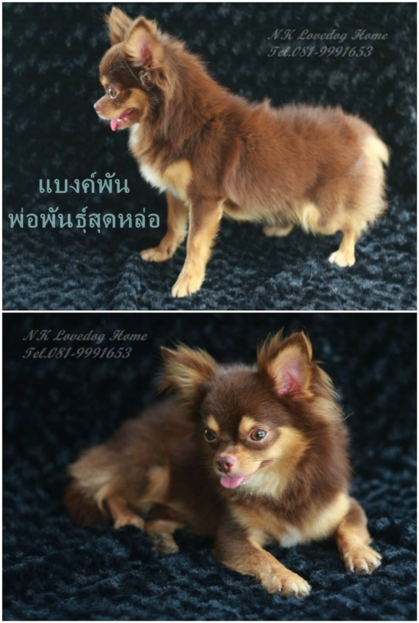 ชิวาวา คุณภาพ ขนยาวขนแน่นเพศผู้ มีคิ้ว น่ารัก แต่ราคาเบาๆ รูปที่ 6