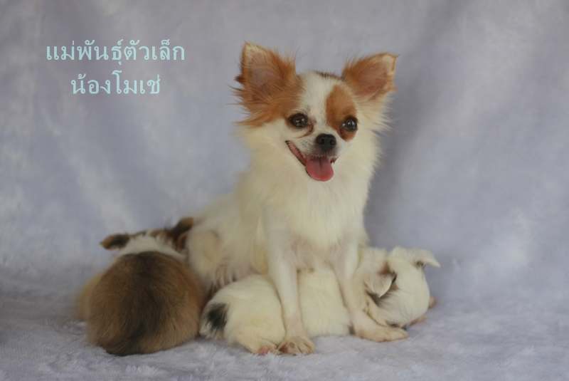 ชิวาวา คุณภาพ ขนยาวขนแน่นเพศผู้ มีคิ้ว น่ารัก แต่ราคาเบาๆ รูปที่ 5
