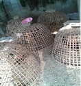 ขายไก่ชนพม่า เชียงราย
