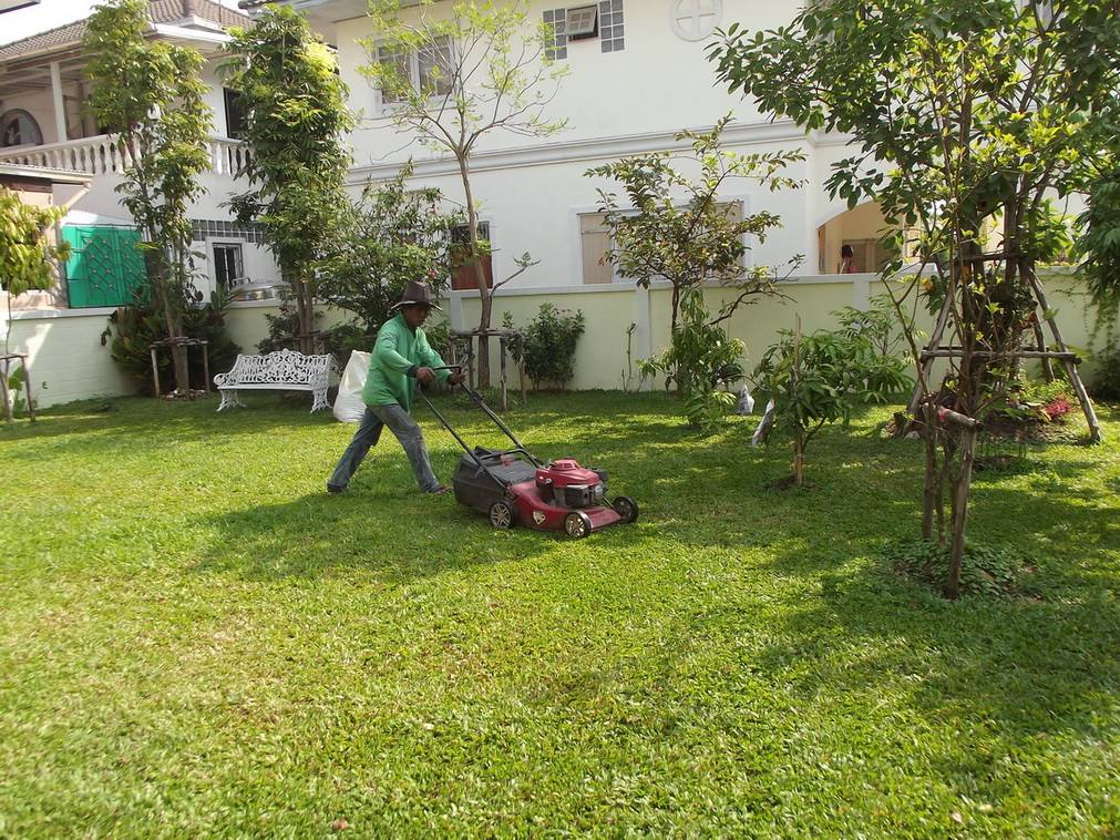 บริการ ตัดหญ้า ตัดต้นไม้ จัดสวน ดูแลสวน ดูแลโครงการ จัดหาพันธุ์ไม้หายาก ไม้ไทย ไม้มงคล รูปที่ 1