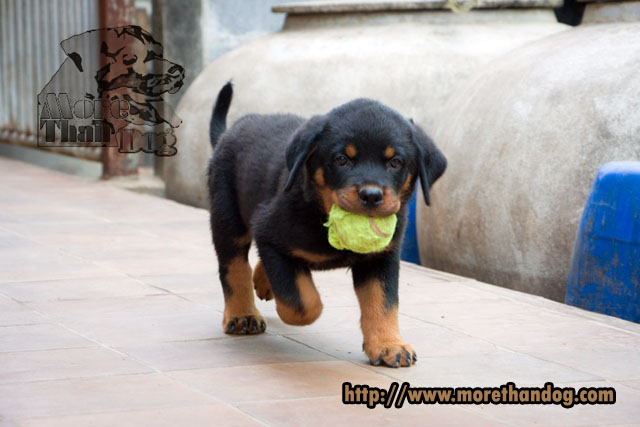 ขายลูกร็อตไวเลอร์(rottweier) วัย2เดือน  คุณภาพ จากฟาร์ม รูปที่ 4