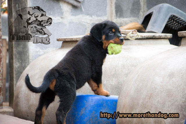 ขายลูกร็อตไวเลอร์(rottweier) วัย2เดือน  คุณภาพ จากฟาร์ม รูปที่ 5