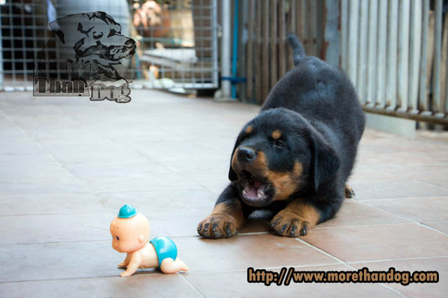 ขายลูกร็อตไวเลอร์(rottweier) วัย2เดือน  คุณภาพ จากฟาร์ม รูปที่ 1