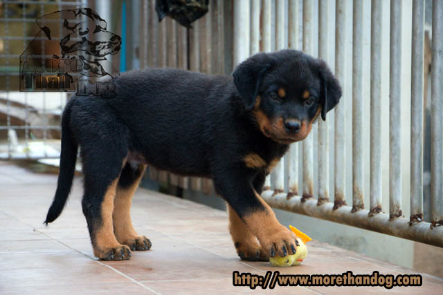 ขายลูกร็อตไวเลอร์(rottweier) วัย2เดือน  คุณภาพ จากฟาร์ม รูปที่ 7