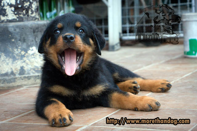 ขายลูกร็อตไวเลอร์(rottweier) วัย2เดือน  คุณภาพ จากฟาร์ม รูปที่ 3