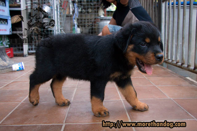 ขายลูกร็อตไวเลอร์(rottweier) วัย2เดือน  คุณภาพ จากฟาร์ม รูปที่ 2