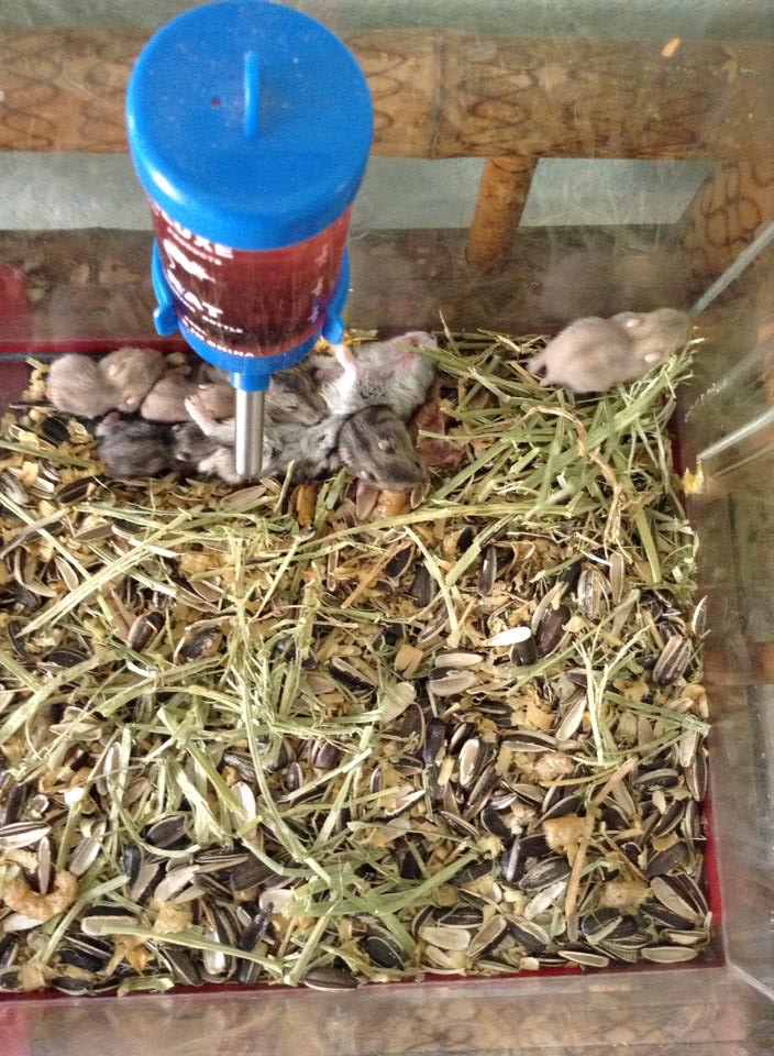 ขาย หนู Hamster ราคากันเอง ( เฉพาะ อ.เมือง จังหวัดแพร่ ) รูปที่ 6