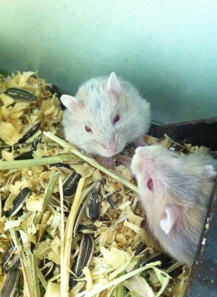 ขาย หนู Hamster ราคากันเอง ( เฉพาะ อ.เมือง จังหวัดแพร่ ) รูปที่ 5