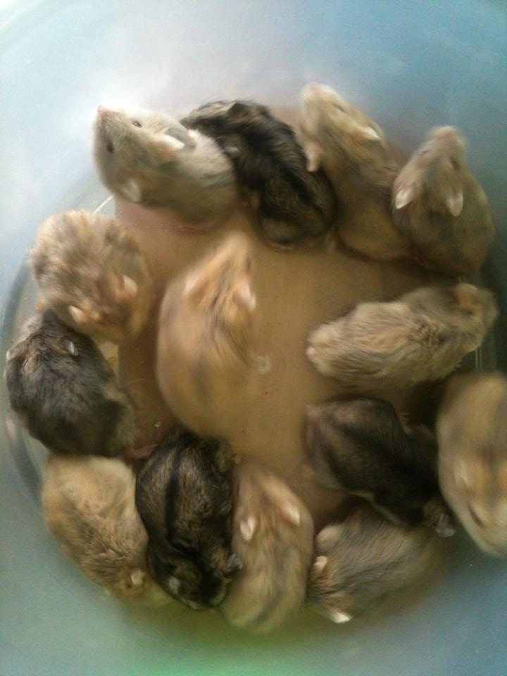 ขาย หนู Hamster ราคากันเอง ( เฉพาะ อ.เมือง จังหวัดแพร่ ) รูปที่ 3