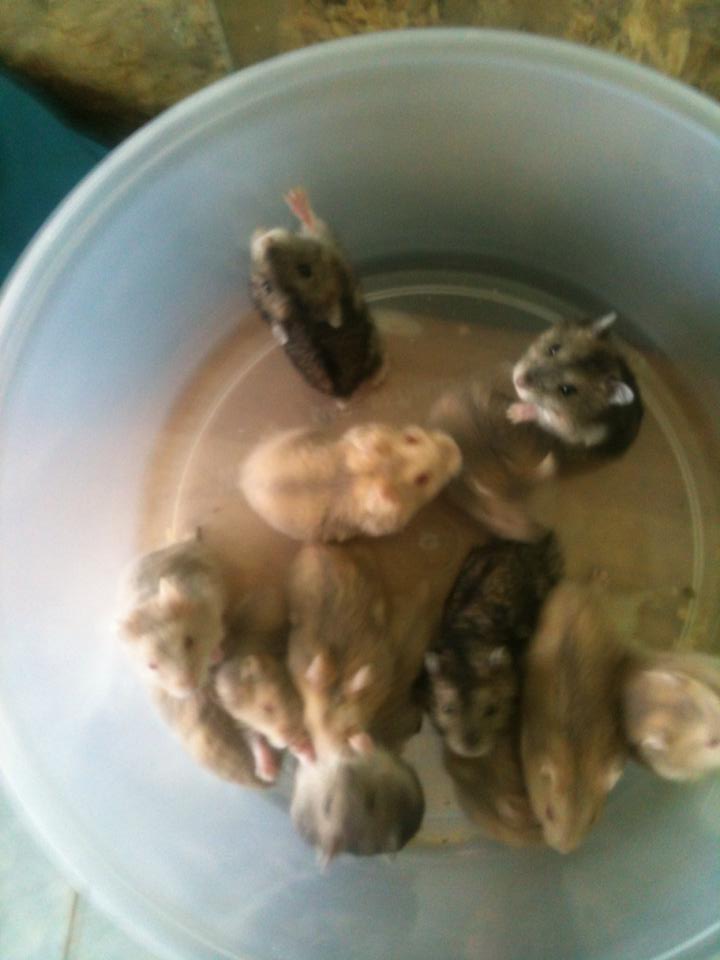 ขาย หนู Hamster ราคากันเอง ( เฉพาะ อ.เมือง จังหวัดแพร่ ) รูปที่ 4