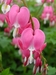 รูปย่อ Ploen Garden จำหน่ายเมล็ดพันธุ์ไม้ดอก หัวไม้ดอก นำเข้าจากอเมริกา/อังกฤษ แบ่งจำหน่าย ราคาถูก คุณภาพดี เมล็ดพันธุ์แท้แน่นอน รูปที่2