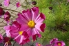 รูปย่อ Ploen Garden จำหน่ายเมล็ดพันธุ์ไม้ดอก หัวไม้ดอก นำเข้าจากอเมริกา/อังกฤษ แบ่งจำหน่าย ราคาถูก คุณภาพดี เมล็ดพันธุ์แท้แน่นอน รูปที่3