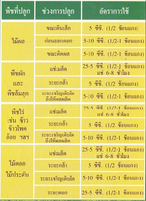 cordata Supergreen สารเพิ่มประสิทธิภาพการเจริญ ของพืช เกษตรอินทรีย์  รูปที่ 6