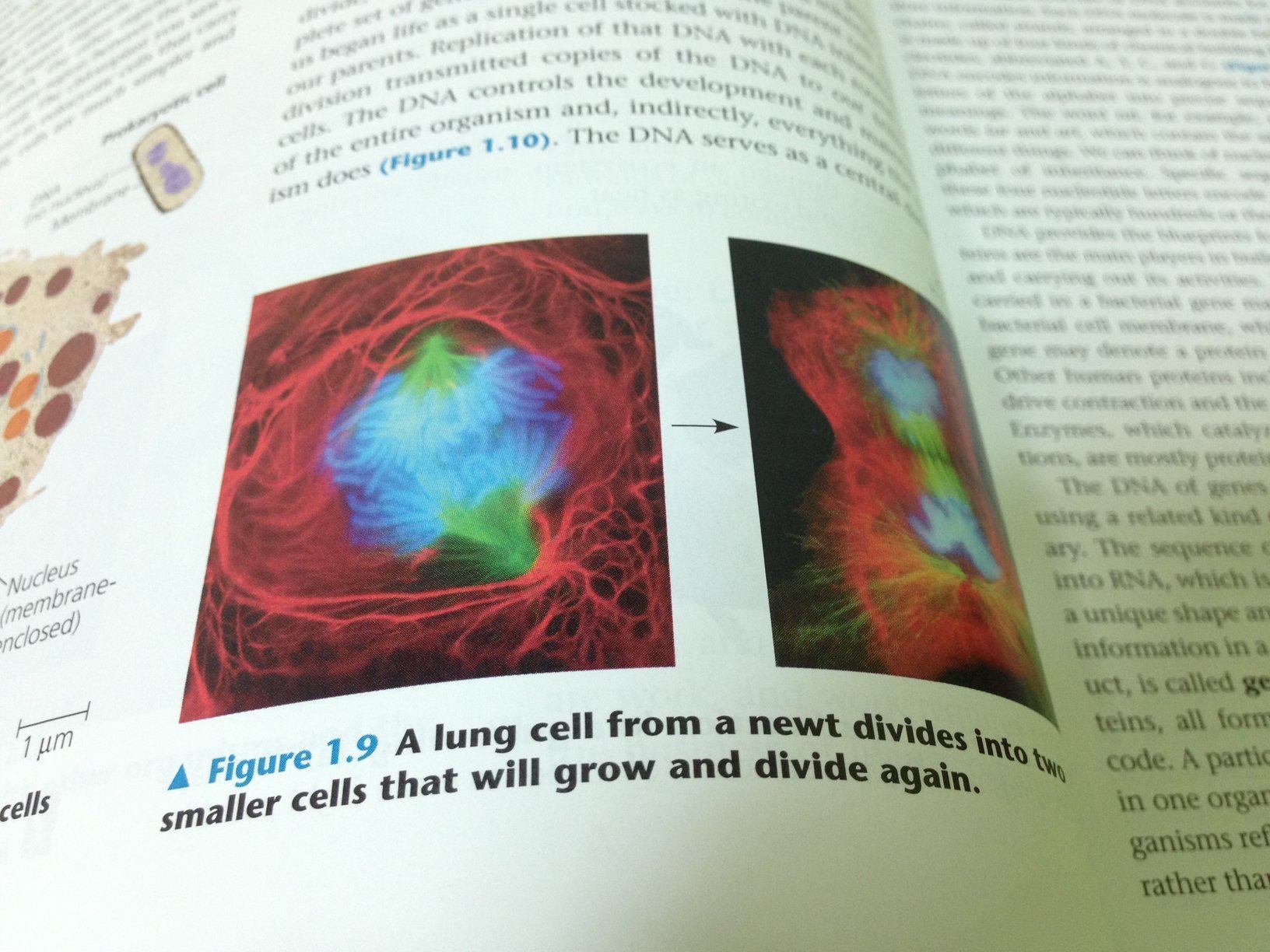 Campbell Biology 9th edition สภาพใหม่แกะจากห่อ 99% จาก 1530 เหลือเพียง 1000 บาทเท่านั้น รูปที่ 6