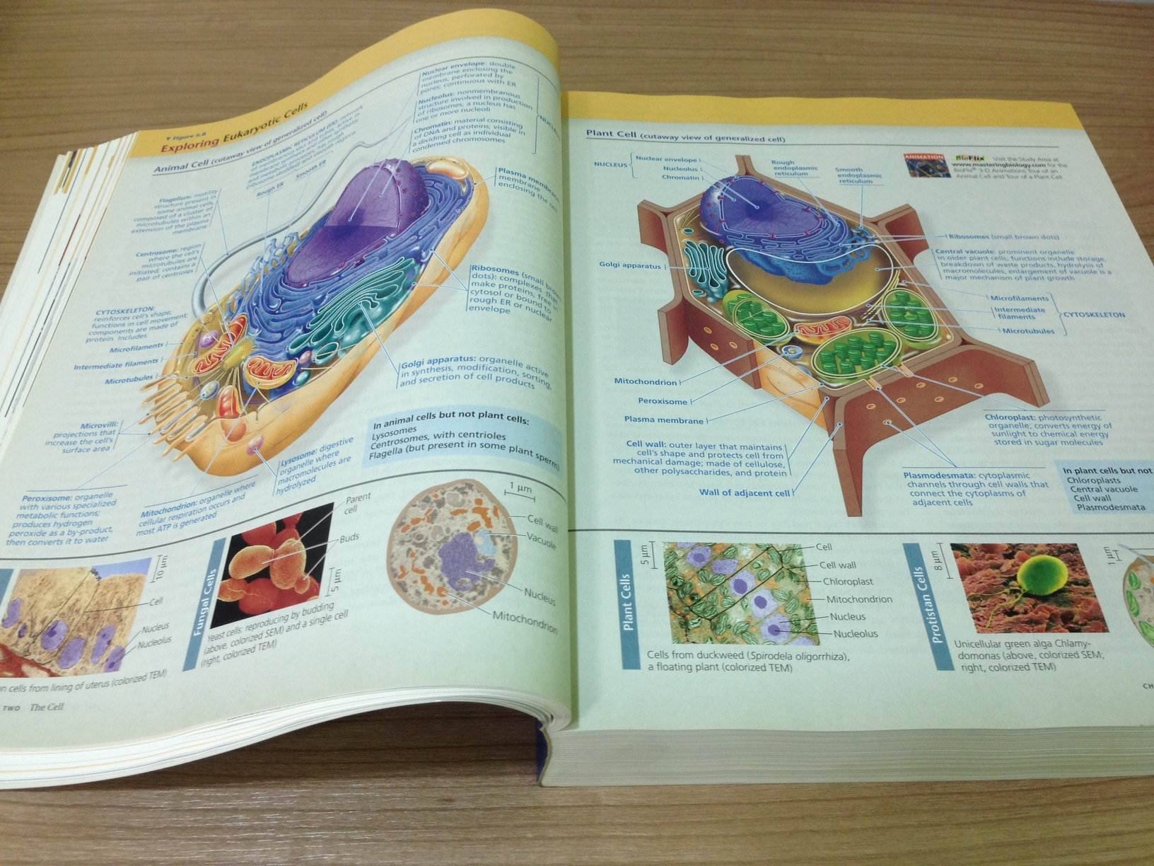 Campbell Biology 9th edition สภาพใหม่แกะจากห่อ 99% จาก 1530 เหลือเพียง 1000 บาทเท่านั้น รูปที่ 4