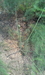 รูปย่อ จำหน่ายต้นกล้าหน่อไม้ฝรั่งพันธุ์ Brock's Improved (USA) รูปที่3