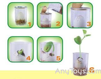 ไข่ต้นไม้ (ไข่ต้นรัก) รูปที่ 6
