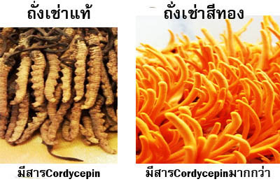 ถั่งเช่า คิวไลฟ์ ราคาถูกกว่า สรรพคุณสูงกว่า รูปที่ 3