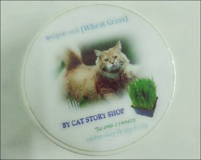 ชุดปลูกข้าาวสาลี (WHEAT GRASS)  รูปที่ 2