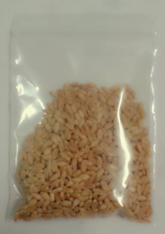 ชุดปลูกข้าาวสาลี (WHEAT GRASS)  รูปที่ 4