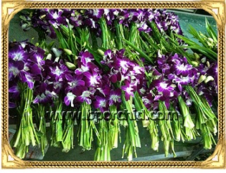 โปรโมชั่นกล้วยไม้ราคาถูกมีหวายกำเตยไหว้พระไม้ช่อไม้กระถางสวยสดออกจากสวน รูปที่ 4