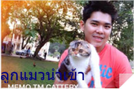 รับจองลูกแมว รูปที่ 3