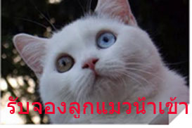 รับจองลูกแมว รูปที่ 6