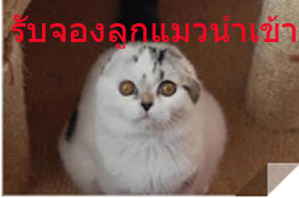 รับจองลูกแมว รูปที่ 5