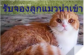 รับจองลูกแมว รูปที่ 4
