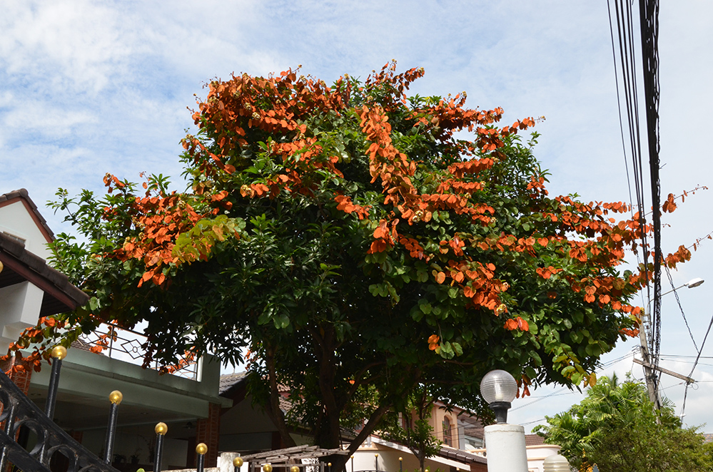 ต้นกล้าใบไม้สีทองเพาะจากเมล็ด รูปที่ 2